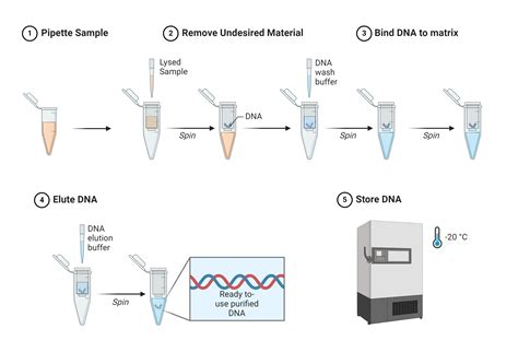 dna extraction protocol.